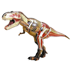 John N Hansen Co 4D T-Rex Anatomy Model