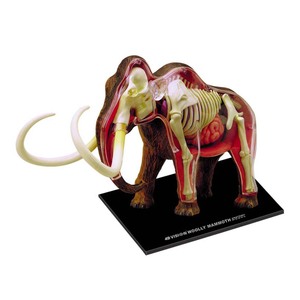 John N Hansen Co 4D Wolly Mammoth Anatomy Model